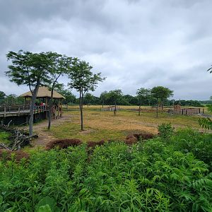 Columbus Zoo - Heart of Africa, Giraffe feeding