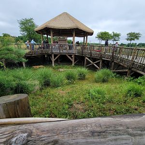 Columbus Zoo - Heart of Africa, Guineafowl