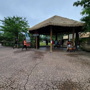 Columbus Zoo - Heart of Africa, Cheetahs