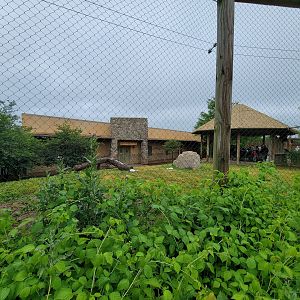 Columbus Zoo - Heart of Africa, Cheetahs