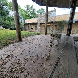 Columbus Zoo - Heart of Africa, Cheetahs