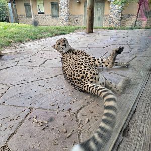 Columbus Zoo - Heart of Africa, Cheetahs
