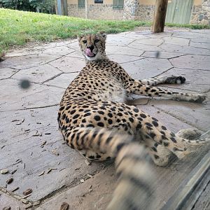 Columbus Zoo - Heart of Africa, Cheetahs