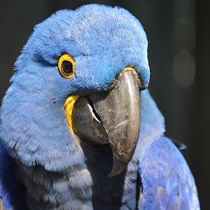 Anodorhynchus hyacinthinus