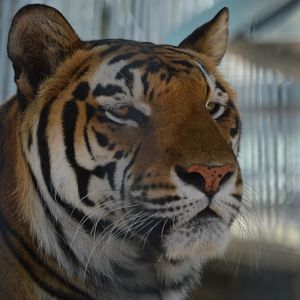 Panthera tigris "tigris"