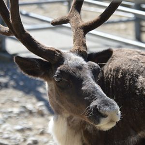 Rangifer tarandus sibiricus