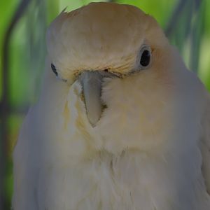 Cacatua haematuropygia