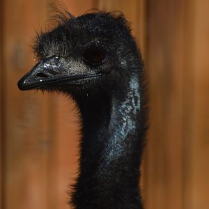 Dromaius novaehollandiae