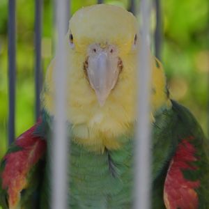 Amazona oratrix tresmariae