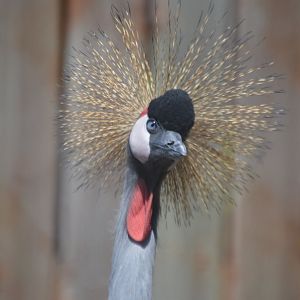 Balearica regulorum gibbericeps