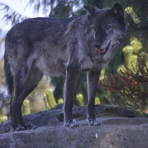 Canis lupus