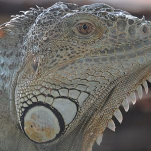 Iguana iguana (Charizard)