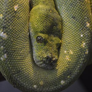 Morelia viridis