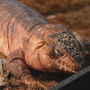 Salvator rufescens (Chowder)