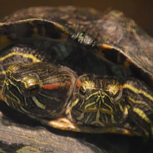 Trachemys scripta elegans (Pete and Repete)