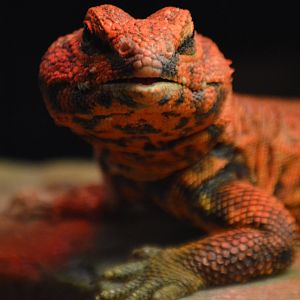 Uromastyx geyri