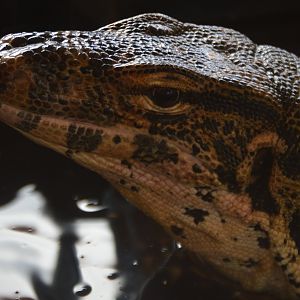 Varanus salvator salvator (Kipling)