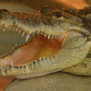 Crocodylus moreletii (Terry)