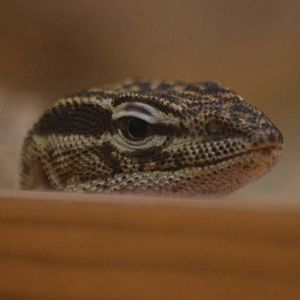 Varanus acanthurus (Joana)