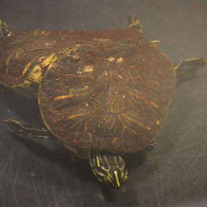 Pseudemys peninsularis (Glitch and Matrix)