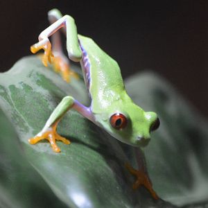 Agalychnis callidryas