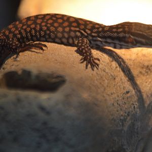 Varanus kingorum