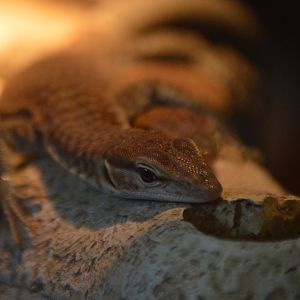 Varanus tristis orientalis