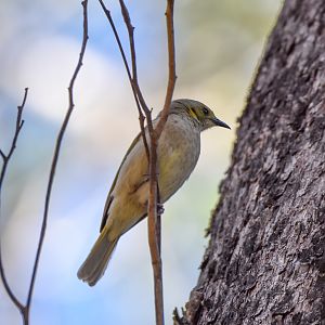 Fuscous Honeyeater