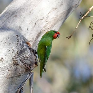 Little Lorikeet
