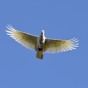 Sulphur-crested Cockatoo