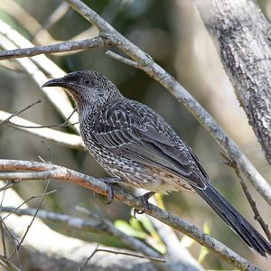 Little Wattlebird