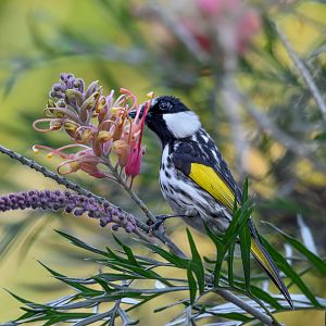 White-cheeked Honeyeater