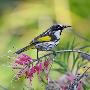 White-cheeked Honeyeater