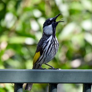 White-cheeked Honeyeater