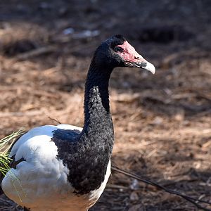 Magpie Goose
