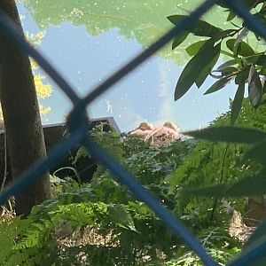 Pacific Black Ducks at Dibble Avenue Waterhole, Marrickville (Sydney) near Cooks River