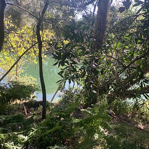 Dibble Avenue Waterhole, Marrivkville (Sydney)