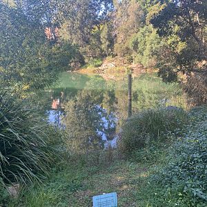 Dibble Avenue Waterhole, Marrivkville (Sydney)