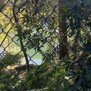 Dibble Avenue Waterhole, Marrivkville (Sydney)