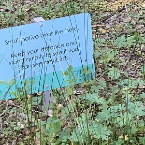 Dibble Avenue Waterhole, Marrivkville (Sydney)