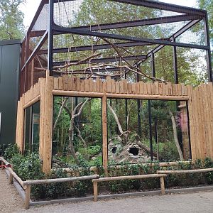 New enclosure for yellow-throated marten