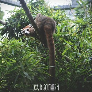 crowned lemur