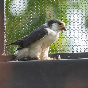 African Pygmy Falcon （Polihierax semitorquatus）