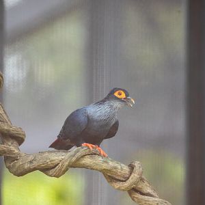 Madagascan blue pigeon (Alectroenas madagascariensis)