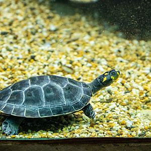 yellow-spotted river turtles (Podocnemis unifilis)