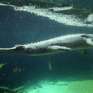 Gharial (Gavialis gangeticus)