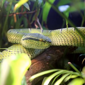 Wagler's Temple Pit Viper (Tropidolaemus wagleri)