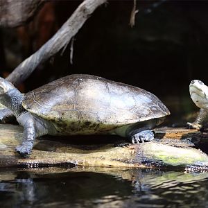 Savanna Side-Necked Turtle (Podocnemis vogli)