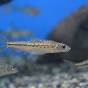 Sugo moroko (Squalidus chankaensis biwae)