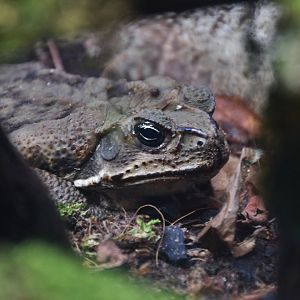 Cane Toad (Rhinella marina)